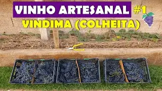 🍇 Vindima (Colheita) - Elaboração de Vinho Tinto Artesanal Assemblage #1 🍷