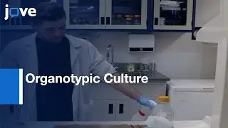 Organotypic Culture Method to Study development of Chicken tissues | Protocol Preview