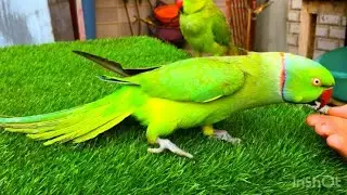 Ringneck Parrot eat fruits | Ringneck Parrot food | Mithu Tote Ki video