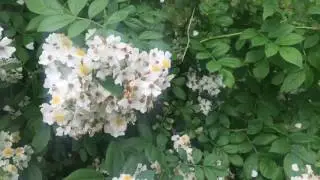 Slow motion bumble bee in the mountains