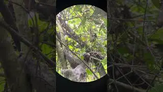 Sloth at Bogarin Trail, La Fortuna