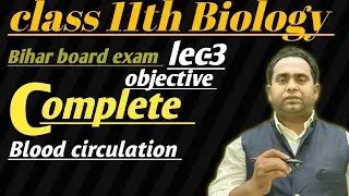 11th blood circulation obj 3