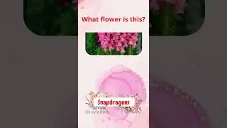 Guess the Flower Names - Part 6 | Fun Flower Challenge! #guesstheflower #flowernames