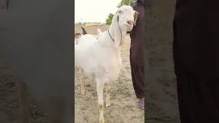 #₹#850000 #goat