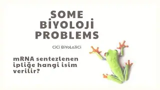 mRNA sentezlenen DNA ipliğine ne denir?