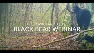 Black Bear Research Webinar