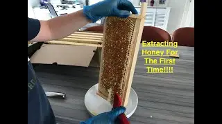 How To Extract Honey 2022