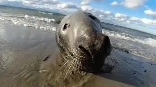 BAŁTYCKIE MORZE I FOKA NA PLAŻY (Amber prospector and seal)