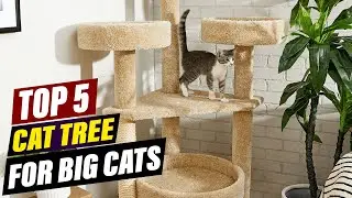 Top 5 Cat Trees for Large Breeds