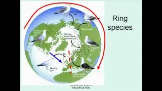 What is a species?