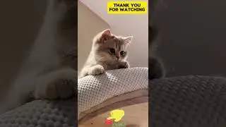 Mischievous and Playful Cats 😹 | Hilarious Feline Antics