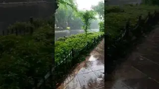 Raining Whatsapp Status|First rain status|Raining in Delhi NCR|Kislay_editz #rain #delhi #green