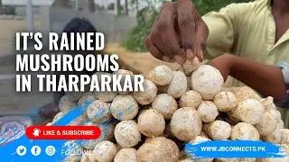 Tharis Seek Facilities for Mushroom&nbsp;Industry