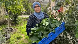 Foraging Arum Palaestinum | A Toxic Plant Turned into a Traditional Meal