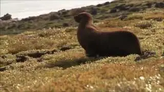 Galapagos Legend Cruise