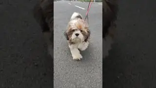 Simba's First outside walk 🐾🐶💖 #simba #shihtzu #puppies #shitzu #puppy #doglove #puppylove
