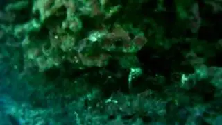 free dive sprecks