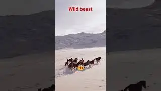 wild beast. please support my little channel thank you for watching 🙇🫡