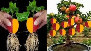 Red Apple And Orange Growing Together Fast And Easy | Easiest Procedure