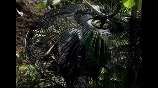 How to make bird trap at home - Amazing quick bird trap - Electric fan guard bird
