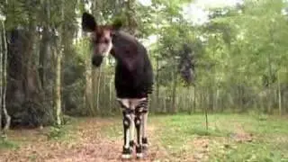 Okapi, Okapi Wildlife Reserve, Congo