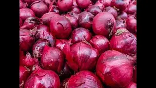 MAFI sedia kaji semula dasar usaha rancakkan penanaman bawang