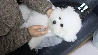 My Dogs Funny Reaction To Brushing Teeth!