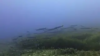 Gozo underwater life July 2024