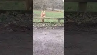 Flappy eared little duck dog jumping 🙂