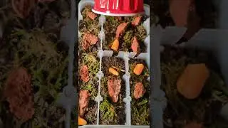 #terrarium #timelapse #isopods