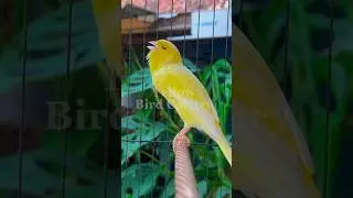 Yellow Canary Bird Singing Male #canary #canarysinging #canarysing #kenari #burungkenari #birds#bird