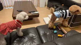 【44秒に】トイプードル【吠える】Toy poodle barking