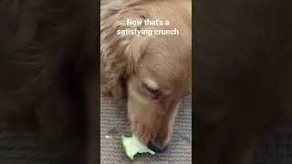 dog eating apple with a great crunch