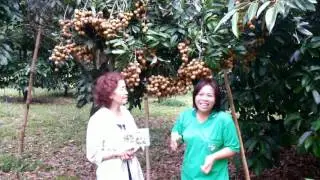 อีเขียวซาเช่ย์กับลำไย จันทบุรีสวนพี่แอ๊วเทป2