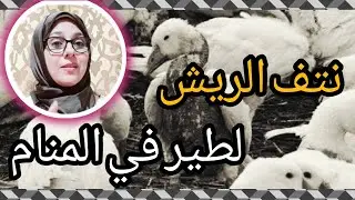 تفسير حلم،نتف ريش البط🦆🕊🪿  والدجاج والحمام في المنام