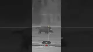 Wild boar hunting. HIKMICRO Alpex 4K LRF #polowanie #wildboar #huntingcamera #alpex #sakos20