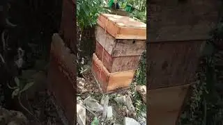 😍🐝🍯 #bee #honey #viralvideo #food #shorts