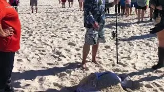 From rescue to release, rare sea turtle back home in the Gulf of Mexico