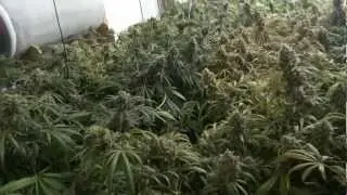 Site M - Green Crack Cannabis Grow - Day 56 of Flower