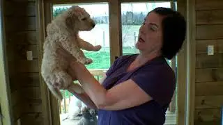 Standard Poodle Puppies for Sale