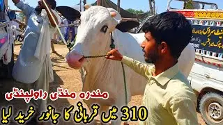 Today Mandra Mandi Rawalpindi Latest Update 22 May 2024 | Bakra Eid 2024_Fatehjangi Bulls