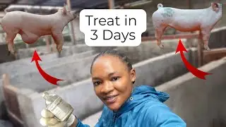 How to Treat Umbilical Hernia in Pigs | Easy Step for Pig Farmers