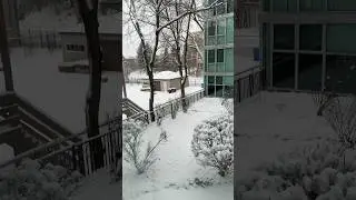 #music #cat #catsofyoutube #iphoneblus #winterstorm #weatherwarning #lovely