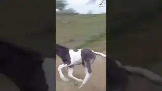 🔴 Cute pony playing with mom in the field  🐎 - PO Horses