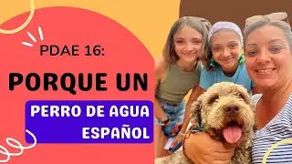 PDAE 16 PORQUE UN PERRO DE AGUA ESPA&Ntilde;OL