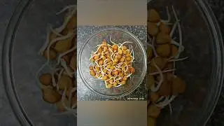 🧐🌱DIY Seed Germination activity for kids | Science school project | Watch seed growth | Seed sprouts