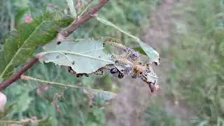 Wapendrager - Phalera bucephala (Rupsen)