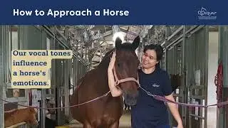 EQUAL Volunteer Training | Horse Safety