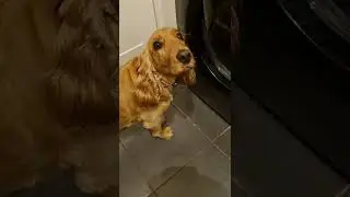 Summer and her smelly slippers, stressed out spaniel!