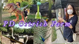 Pd Ostrich Show Farm, Port Dickson | Malaysia